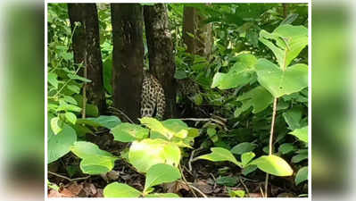 Betul : जंगल में दो पेड़ों के बीच फंसा तेंदुआ, सतपुड़ा रिजर्व टाइगर की टीम ने रेस्क्यू कर सुरक्षित निकाला