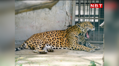 Jaguar News : टाइगर की बिरादरी का यह खूंखार जानवर अंधा और बहरा जन्म लेता है