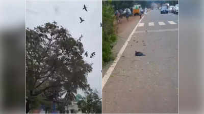 Viral Video:जेसीबी ने गिराया पेड़, मर गए बेचारे बेजुबान परिंदे, वीडियो ने तोड़ा लोगों का दिल