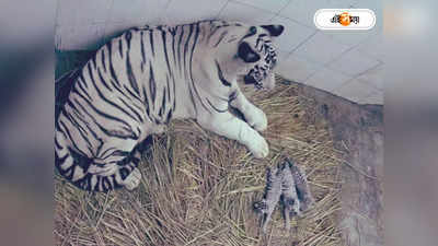 Delhi Zoo: দিল্লি চিড়িয়াখানায় নতুন সদস্য, জন্ম নিল ৩ সাদা ব্যাঘ্র শাবক