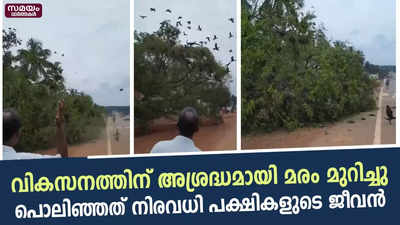 തണൽ മരം മുറിച്ചപ്പോൾ പിടഞ്ഞ് മരിച്ചത് പക്ഷികുഞ്ഞുങ്ങൾ