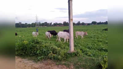 Banda News: खेतों में गोवंश, गौशालाएं खाली, ग्रामीणों का आरोप-सरकारी पैसे पर मलाई खा रहे प्रधान और सचिव
