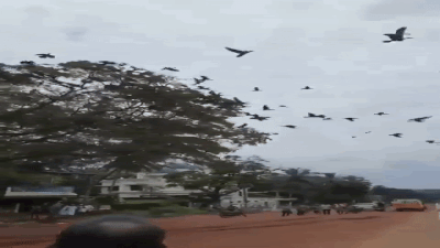 वायरल वीडियो: पक्षियों को तड़पता देख भड़के लोग... देखिए बुलडोजर ने पेड़ गिराकर कितना बड़ा गुनाह कर दिया