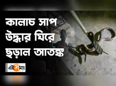 কালাচ সাপ উদ্ধার ঘিরে ছড়াল আতঙ্ক