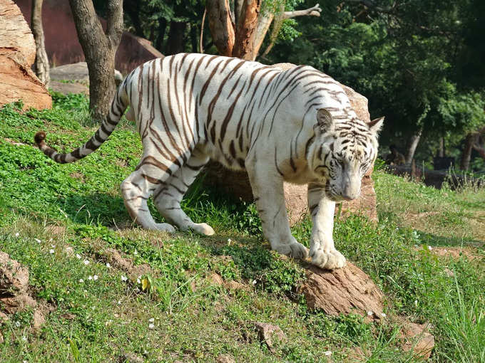 ರಾಜಾಜಿ ರಾಷ್ಟ್ರೀಯ ಉದ್ಯಾನವನ, ಉತ್ತರಾಖಂಡ