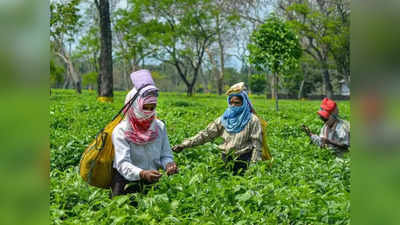 Tea Garden: পুজোর আগে সুখবর, এবারও ২০ শতাংশ হারে বোনাস চা শিল্পে