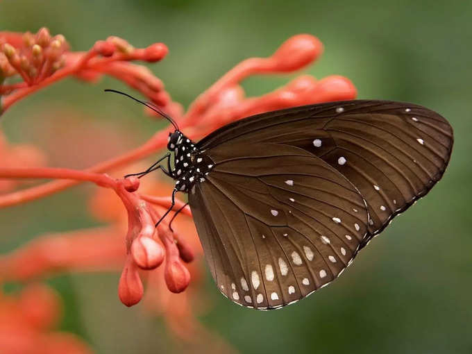 ​ಅರಿಗ್ನರ್ ಅಣ್ಣಾ ಝೂಲಾಜಿಕಲ್‌ ಪಾರ್ಕ್‌