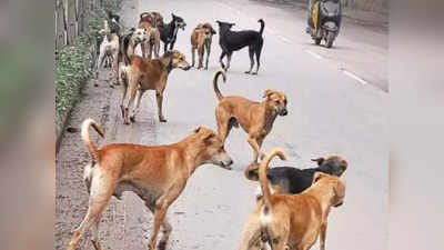 दिल्लीवालों को कुत्तों से सावधान रहने की जरूरत, 5 साल में 82 हजार लोग हुए शिकार