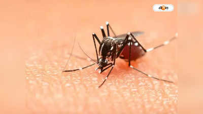 Dengue Symptoms: কলকাতায় একমাসে আক্রান্তবৃদ্ধি আড়াই গুণ!