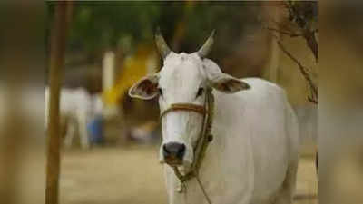 लंपी वायरस से एक गाय की मौत, 53 हजार गायों को लगाई गई वैक्सीन