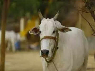 लंपी वायरस से एक गाय की मौत, 53 हजार गायों को लगाई गई वैक्सीन