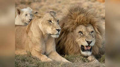 Killing of Lions: कहां गई इंसानियत? दांतों और पंजों के लिए 6 शेरों को जहर देकर काटी थी गर्दन, मिली 17 साल की जेल