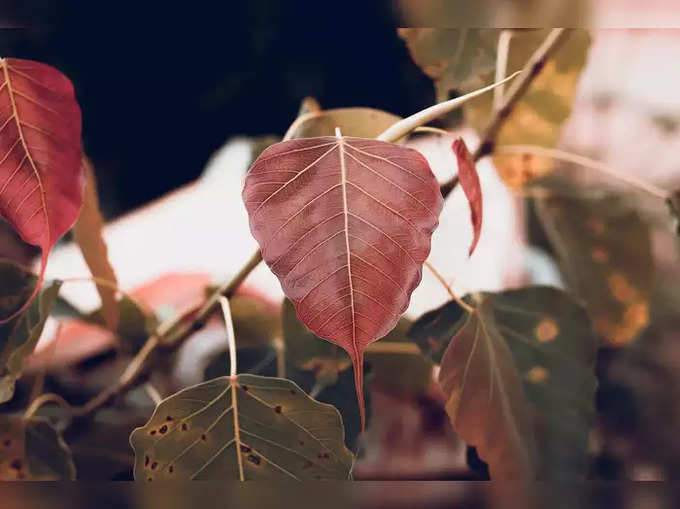 ​ಅರಳಿ ಮರ ಕೀಳುವ ಮೊದಲು 45 ದಿನ ಪೂಜೆ ಮಾಡಿ