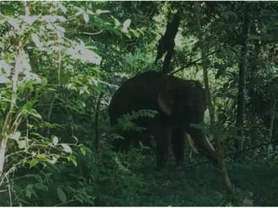 പാലപ്പിള്ളിയിലെ കാട്ടാനകളെ വിരട്ടാൻ വിക്രമും ഭരതും എത്തി; കുങ്കിയാനകൾക്കൊപ്പം 12 അം​ഗ സംഘം