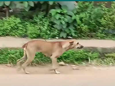 പത്തനംതിട്ടയിൽ തെരുവ് നായയുടെ കടിയേറ്റ 12 വയസുകാരി മരിച്ചു