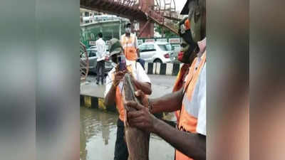 Bengaluru rains: బెంగళూరు రోడ్లపై చేపల వేట...  పోటీ పడి మరీ పట్టేస్తున్నారు