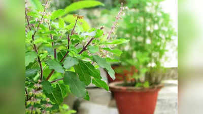 Tulsi Mantra: তুলসীর এই দিব্য মন্ত্র পূর্ণ করবে সমস্ত মনস্কামনা, জেনে নিন