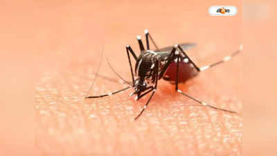 Dengue In Kolkata: ডেঙ্গি আক্রান্ত হয়ে দ্বিতীয় মৃত্যু কলকাতায়, আতঙ্ক