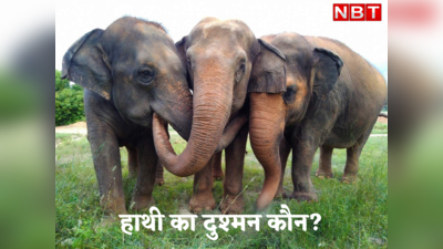 Jungle Story : भला हाथी को किससे डर लगता है? दुश्मन की साइज जानकर हैरान रह जाएंगे