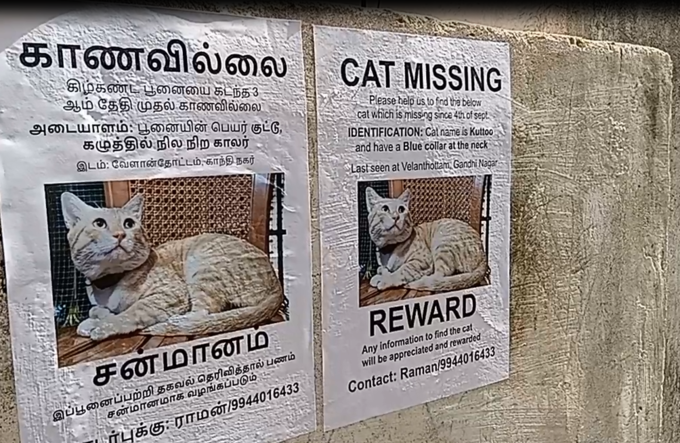 cat missing