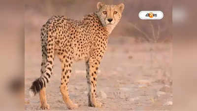 Cheetah: ১৭ সেপ্টেম্বর, প্রধানমন্ত্রীর জন্মদিনেই Madhya Pradesh-এর অরণ্যে ছাড়া হচ্ছে চিতা