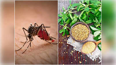 Home Remedies For Dengue: ঘরেই সারিয়ে নিন ডেঙ্গি, আয়ুর্বেদিক এই দাওয়াই মেনে চলুন অক্ষরে অক্ষরে