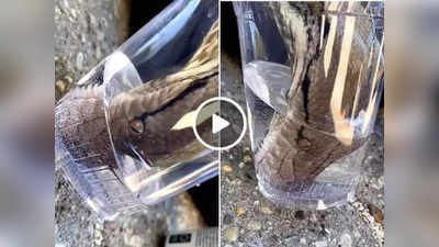 सापाला कधी ग्लासानं पाणी पिताना पाहिलं का? हा व्हिडीओ पाहून तुम्ही देखील व्हाल दंग