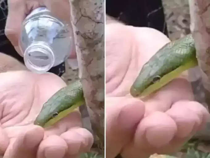 साप कसा पाणी पितो?