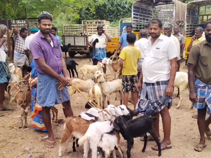 goat market 1