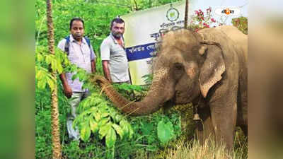 Elephant Attack: বাঘা ওলে কুপোকাত বুনো হাতি