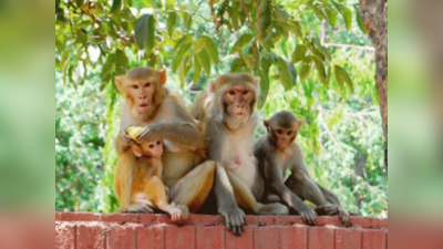 Monkey News : क्या आईफोन खोल सकते हैं बंदर? उनके पास भी होता है फिंगरप्रिंट