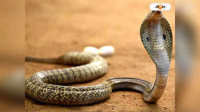 Snake Bite: কামড়ানোর বদলা! প্রতিশোধ নিতে সেই সাপকেই দাঁত দিয়ে ছিন্নবিচ্ছিন্ন করল ওড়িশার ব্যক্তি