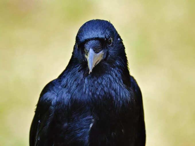 Crow