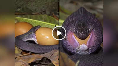 सांप ने ऐसे निगला अंडा, वीडियो देखकर लोग बोले- यह बहुत डरावना है!