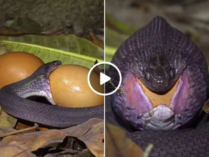 snake shallowing egg shocking video goes viral on social media