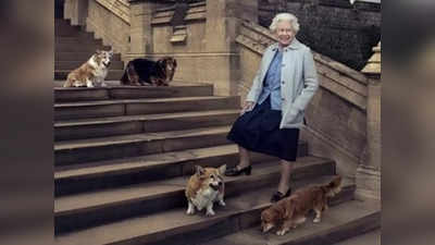 Queen Elizabeth II News: कहां रहेंगे ब्रिटिश महारानी एलिजाबेथ द्वितीय के 4 पालतू कुत्ते, निधन के बाद असमंजस बरकरार