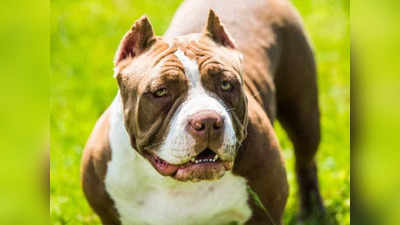 Pitbull Dog Attack: ফের পিটবুল আতঙ্ক! গাজিয়াবাদে শিশুর মুখ চিবিয়ে খেল পোষ্য, পড়ল ১৫০ সেলাই