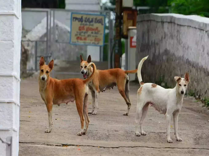 ​വലിയ വിലകൊടുക്കേണ്ടി വരുന്ന വന്ധ്യംകരണം