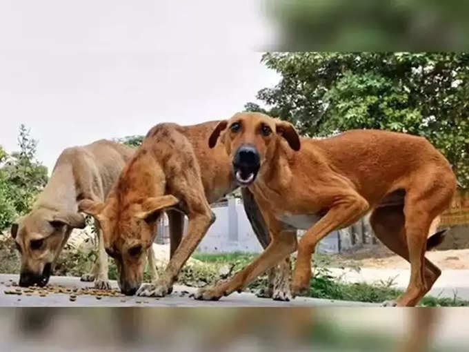 ​ബദല്‍ സംവിധാനത്തിനായി നെട്ടോട്ടം