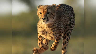 Cheetah India: भारत में जल्द दिखाई देगा सबसे तेज दौड़ने वाला जानवर, अक्टूबर में आएगा 12 चीतों का पहला जत्था