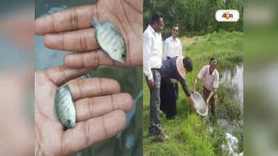 Fish Farming: নন্দীগ্রামে শুরু কেরালার জনপ্রিয় কারি মীন মাছের চাষ, লক্ষ্মী লাভের আশায় বুক বাঁধছেন মৎস্যজীবীরা