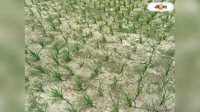 Paddy Production: কম বৃষ্টিতে ধান উৎপাদনের চিন্তার ভাঁজ বাড়ছে দেশে