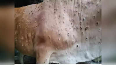 Lumpy Virus In Delhi: 12 राज्यों में 50 हजार गायों की मौत, दिल्ली में भी फैलने लगा लंपी वायरस