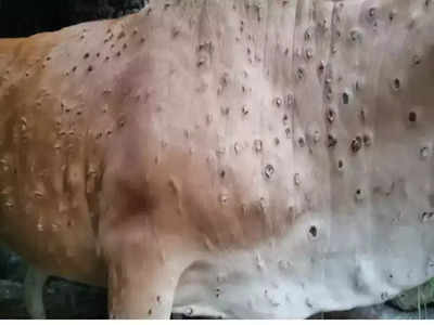 Lumpy Virus In Delhi: 12 राज्यों में 50 हजार गायों की मौत, दिल्ली में भी फैलने लगा लंपी वायरस