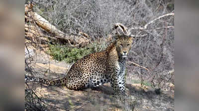 Bijnor Leopard Death: बिजनौर के खेत में मादा तेंदुए का शव बरामद... वाहन ने टक्कर मारी या साजिश, जांच शुरू