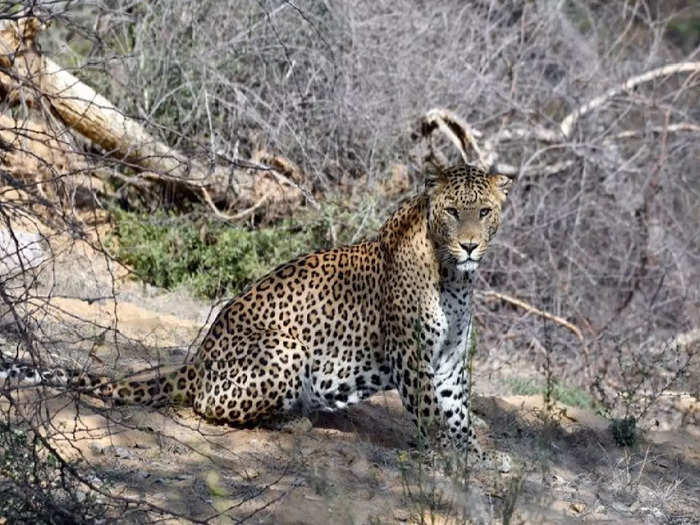 Bijnor Leopard