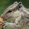 A small cute Squirrel eating peanut Stock Photo - Alamy