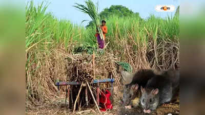 Bangladesh Farmer: কোটি কোটি ইঁদুরের আক্রমণ, দিশেহারা বান্দরবানের চাষিরা