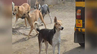 Supreme Court On Stray Dogs: ಬೀದಿ ನಾಯಿ ಕಚ್ಚಿದರೆ, ಆಹಾರ ಕೊಟ್ಟವರೇ ಹೊಣೆ: ಸುಪ್ರೀಂಕೋರ್ಟ್