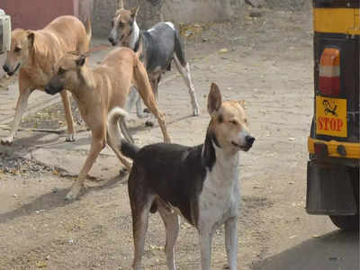 Supreme Court On Stray Dogs: ಬೀದಿ ನಾಯಿ ಕಚ್ಚಿದರೆ, ಆಹಾರ ಕೊಟ್ಟವರೇ ಹೊಣೆ: ಸುಪ್ರೀಂಕೋರ್ಟ್